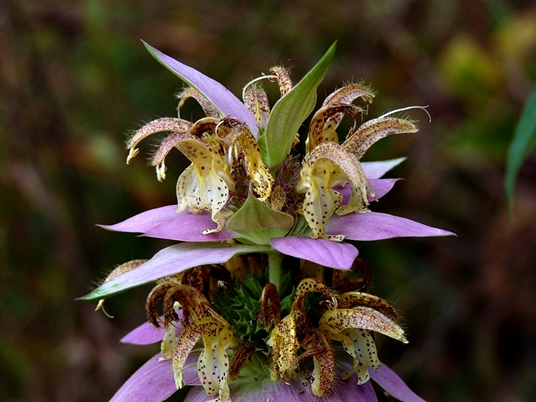 {Monarda punctata var. punctata}